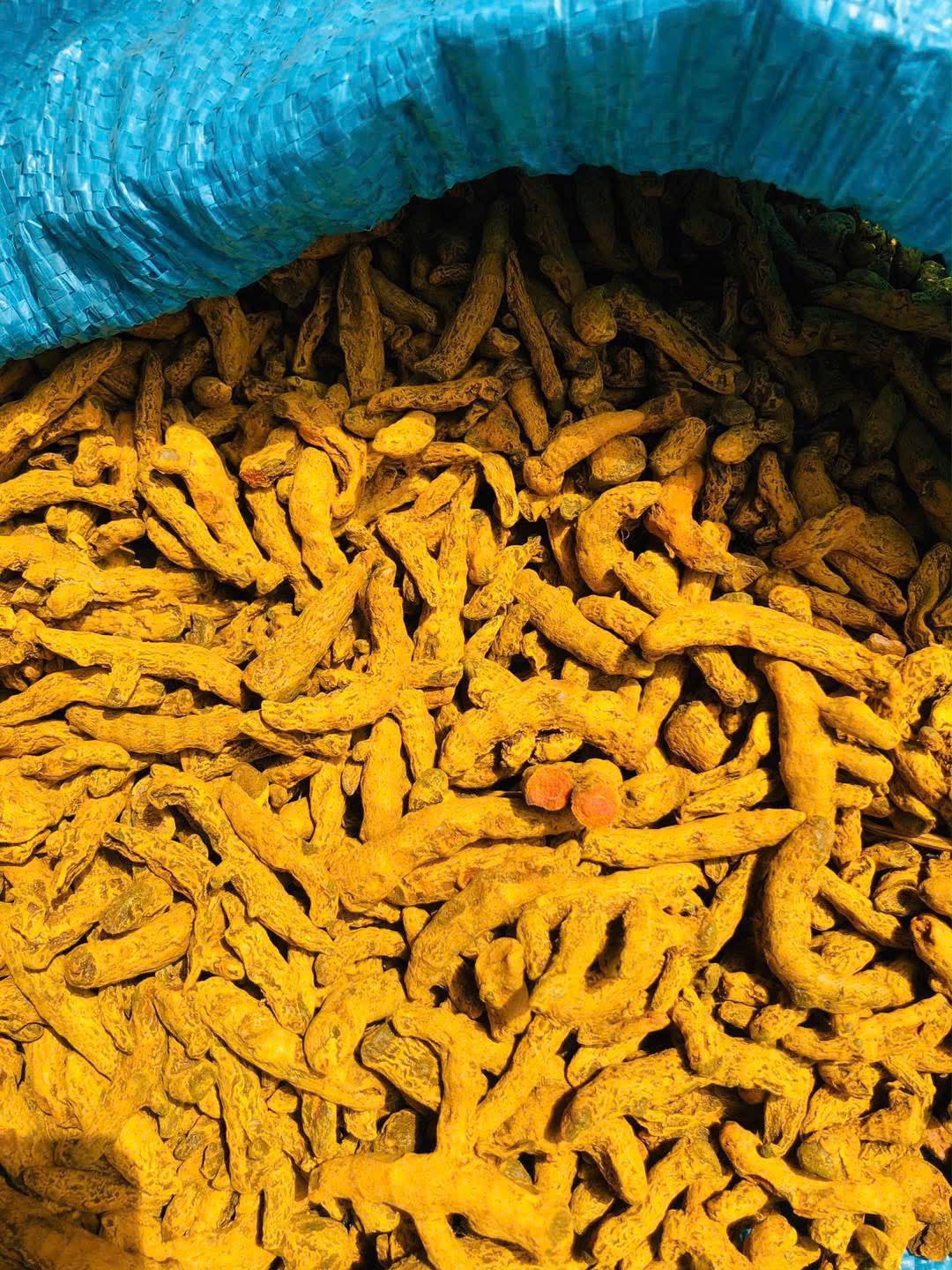 Turmeric roots in blue sack